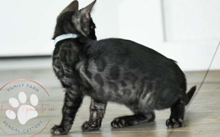 Snow Charcoal Bengal for sale near me